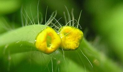 Hogyan lehet megszabadulni a papillómáktól a Celandine -vel